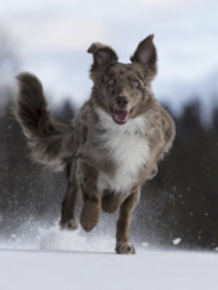 15 tipp hogyan gondozzuk kutyánkat télen – 2. rész