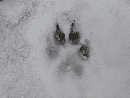 15 tipp hogyan gondozzuk kutyánkat télen – 3. rész
