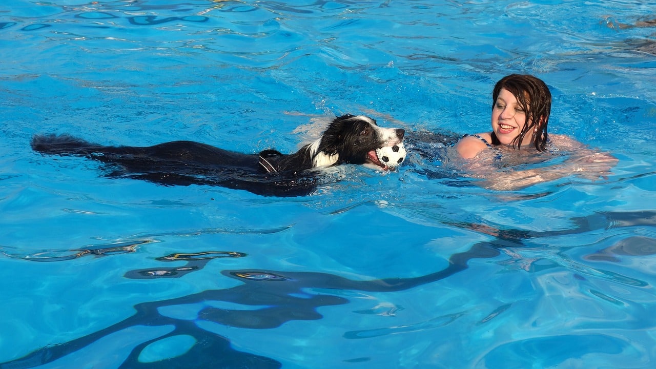 Vezetett úszás terápia kutyáknak
